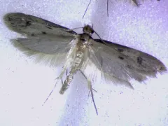 Tinea irrepta thumbnail 4