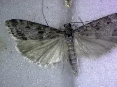 Eudonia albertalis thumbnail 2