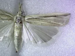 Thaumatopsis fernaldella thumbnail 3