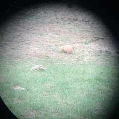 Black-tailed Prairie Dog thumbnail 2