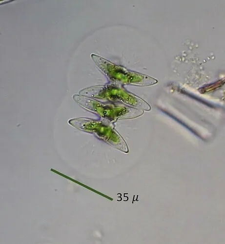 Staurastrum sublaevispinum