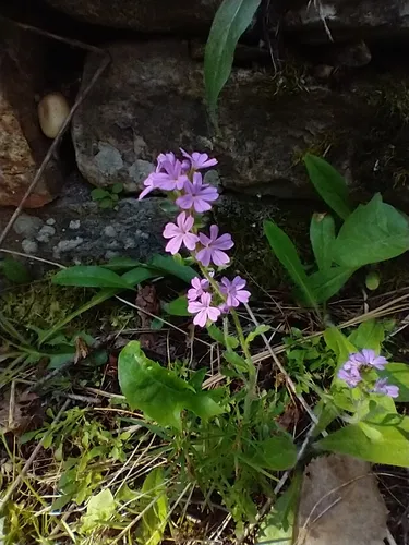 Fairy Foxglove