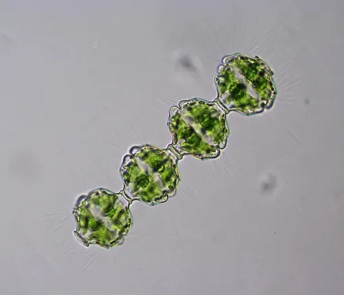 Desmidium coarctatum