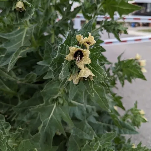 black henbane