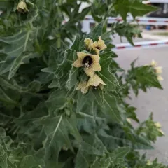 black henbane thumbnail 1