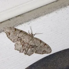 Gray Scoopwing thumbnail 3