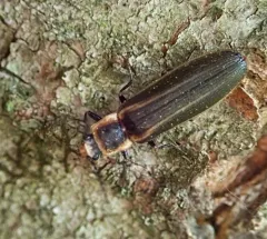 Toothed Click Beetle thumbnail 2