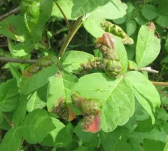 Taphrina purpurascens thumbnail 2