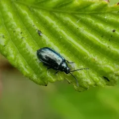 Alder Flea Beetle thumbnail 4