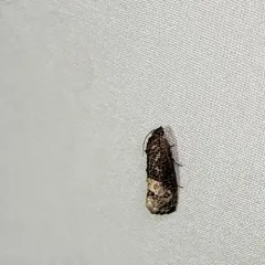 Locust Twig Borer Moth thumbnail 2