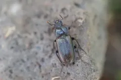 Platyceroides laticollis thumbnail 2