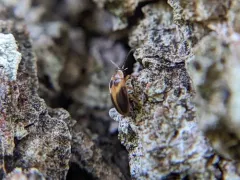 Sacodes pulchella thumbnail 3