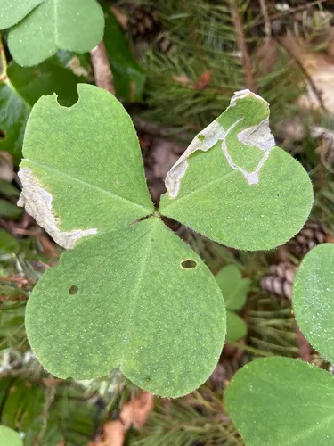 Pegomya pseudobicolor