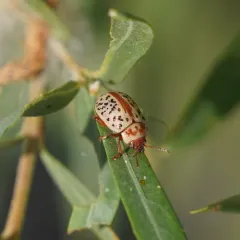 Calligrapha verrucosa thumbnail 3