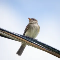 Willow Flycatcher thumbnail 3