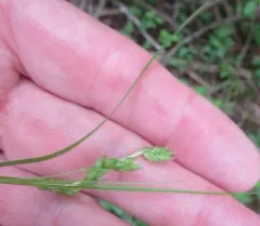 handsome sedge thumbnail 1