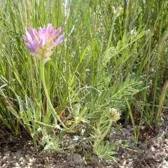Laxmann's Milkvetch thumbnail 2