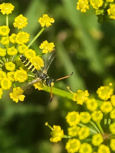 Sapyga centrata