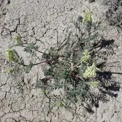 Racemose Milkvetch thumbnail 2