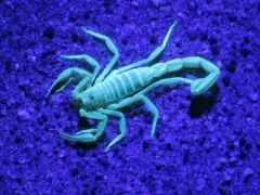 Beck's Desert Scorpion thumbnail 1