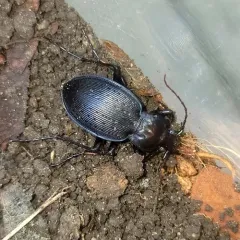 Carabus goryi thumbnail 3