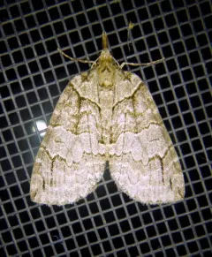 Ruddy Highflyer Moth thumbnail 4