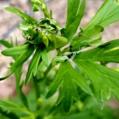 Delphinium leaftier thumbnail 3