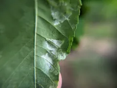 Pseudomicrostroma juglandis thumbnail 3