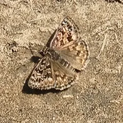 Mottled Duskywing thumbnail 2
