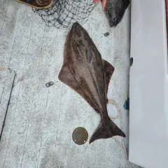 Pacific Halibut thumbnail 2
