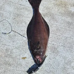 Arrowtooth Flounder thumbnail 4