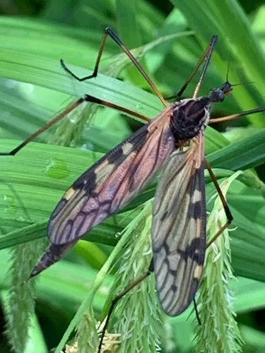 Eutonia alleni