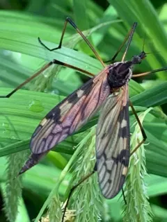 Eutonia alleni thumbnail 1