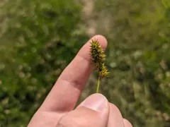 Heavy-fruited Sedge thumbnail 1