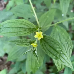 American gromwell thumbnail 2