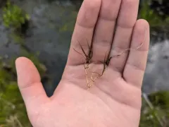 Horned Pondweed thumbnail 2