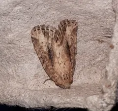 Northern Cordgrass Borer Moth thumbnail 3