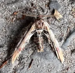 Light Marathyssa Moth thumbnail 3