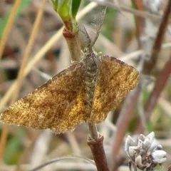 Cranberry Spanworm Moth thumbnail 2