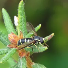 Canadian Potter Fly thumbnail 2
