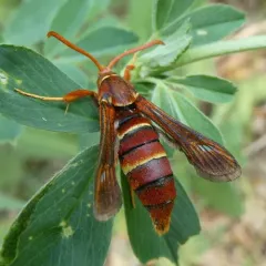 Western Poplar Clearwing Moth thumbnail 3
