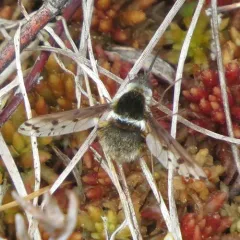 Pygmy Bee Fly thumbnail 3