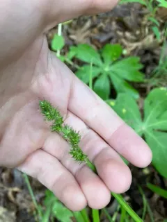 Soft Fox Sedge thumbnail 4