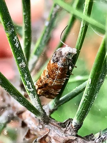 Northern Pitch Twig Moth