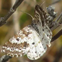 Sharp-lined Powder Moth thumbnail 3