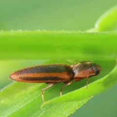 Black-banded Click Beetle thumbnail 3