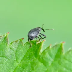 Strawberry blossom weevil thumbnail 3