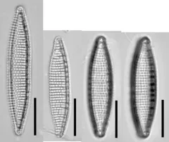 Nitzschia amphibia thumbnail 3