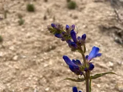 Lemhi Beardtongue thumbnail 3