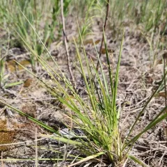 Long-panicled Panicgrass thumbnail 3